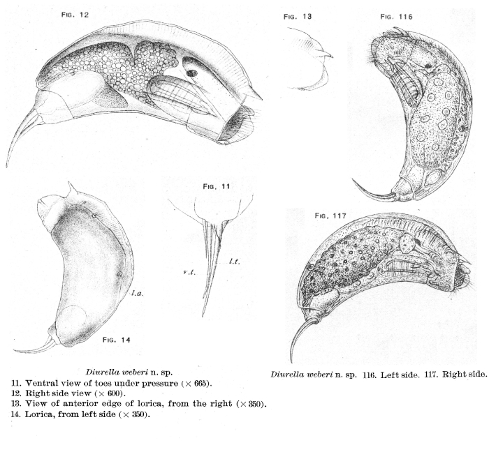 Trichocerca weberi - Original description image