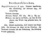 Trichoda bicaudata - Original description image