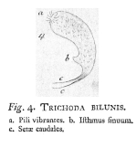 Trichoda bilunis - Original description image