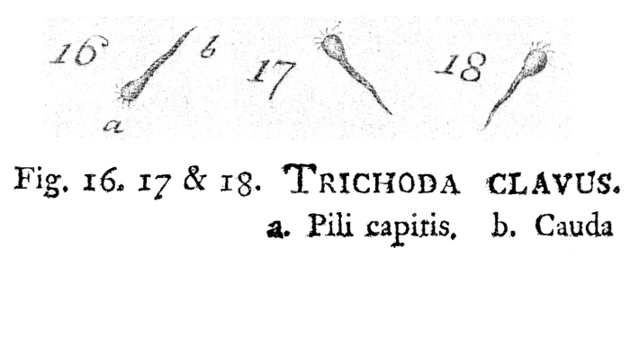 Trichoda clavus Trichoda clavus