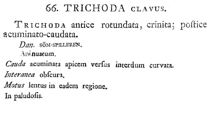 Trichoda clavus - Original description image