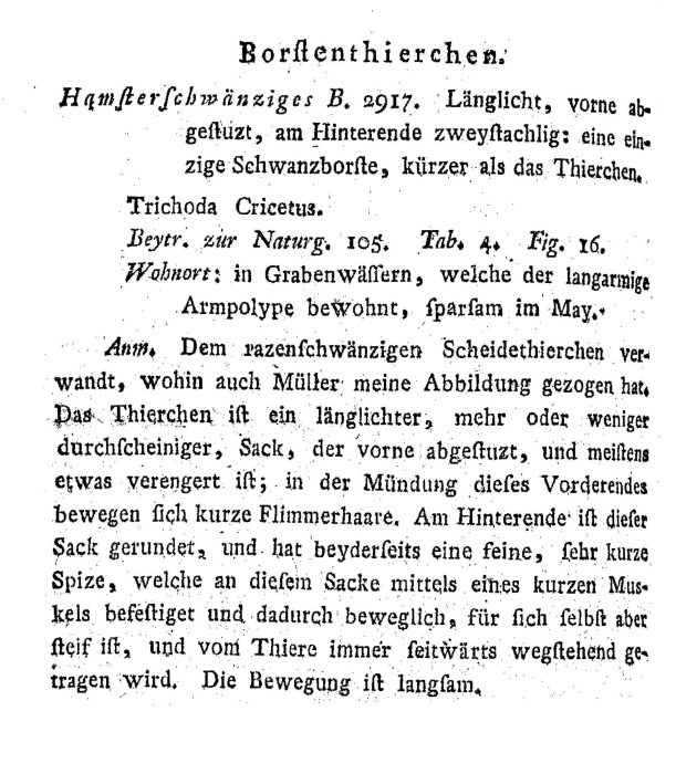 Trichoda cricetus - Original description image