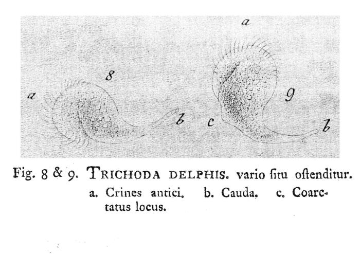 Trichoda delphis - Original description image