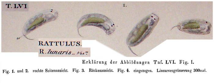 Trichoda lunaris Trichoda lunaris