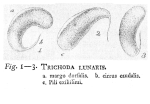 Trichoda lunaris - Original description image