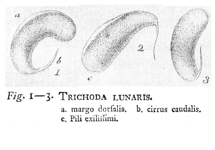 Trichoda lunaris - Original description image