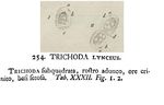 Trichoda lynceus