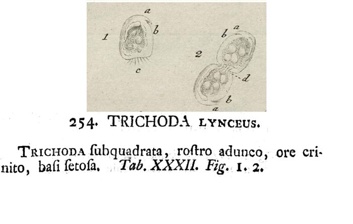 Trichoda lynceus Trichoda lynceus