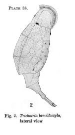 Trichotria brevidactyla - Original description image