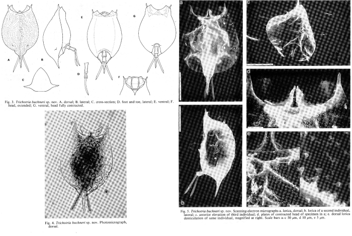 Trichotria buchneri - Original description image