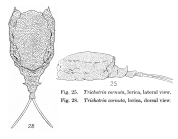 Trichotria cornuta