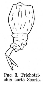 Trichotria curta