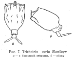 Trichotria curta