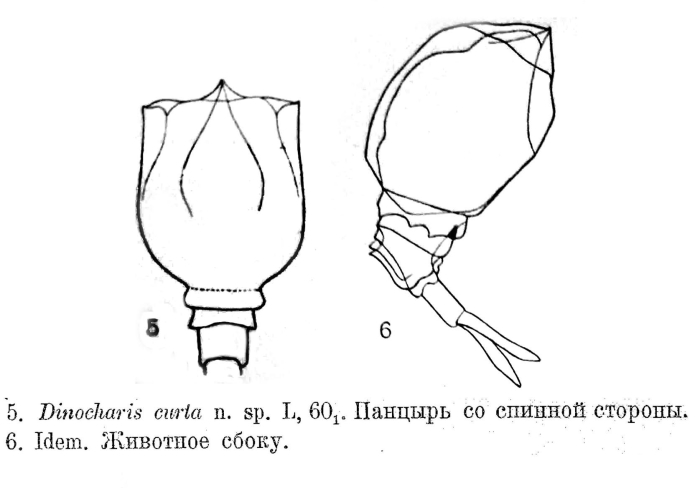 Trichotria curta - Original description image