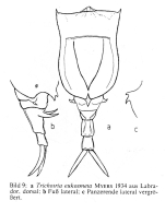 Trichotria eukosmeta