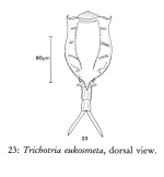 Trichotria eukosmeta