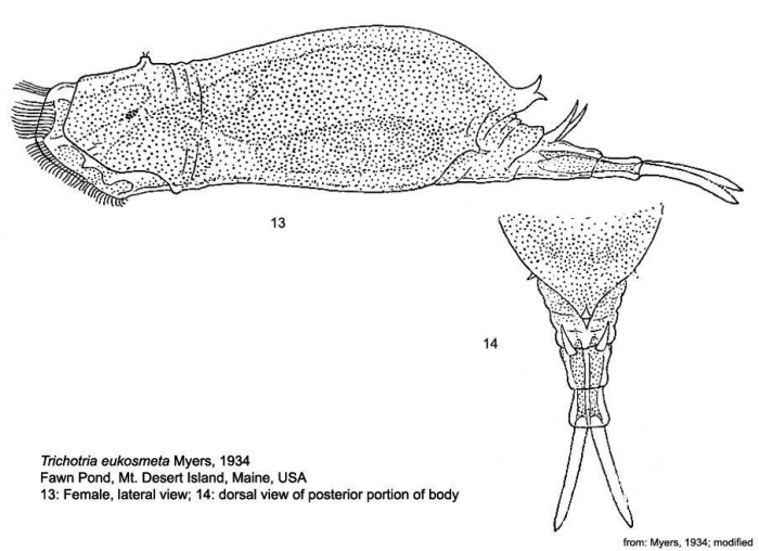 Trichotria eukosmeta - Original description image