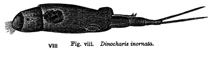 Trichotria inornata - Original description image