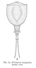 Trichotria longipedis - Original description image