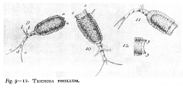 Trichotria pocillum