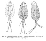 Trichotria pocillum