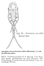 Trichotria pocillum