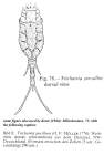 Trichotria pocillum