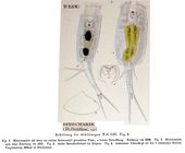 Trichotria pocillum