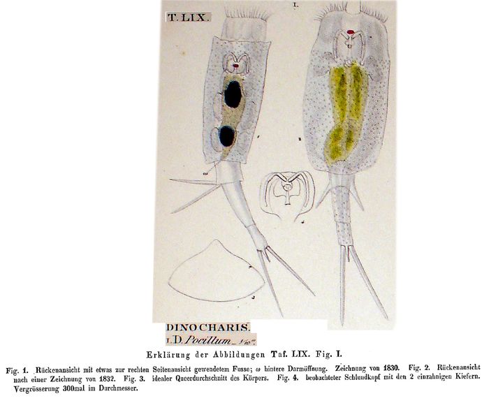 Trichotria pocillum