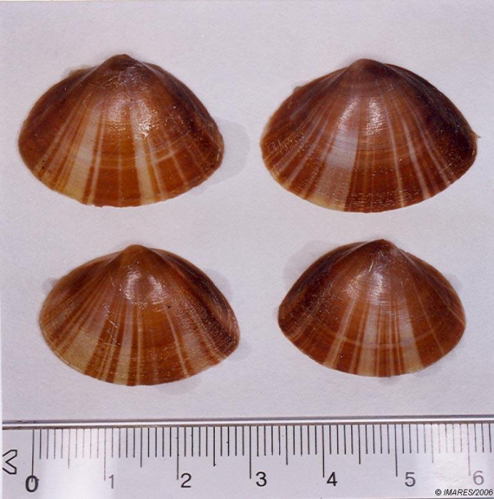 Mactra stultorum (Linné, 1758) Mactra stultorum (Linné, 1758)