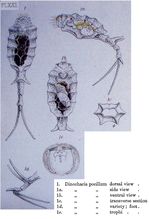 Trichotria pocillum