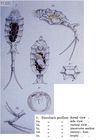 Trichotria pocillum