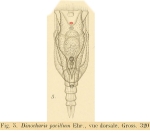Trichotria pocillum