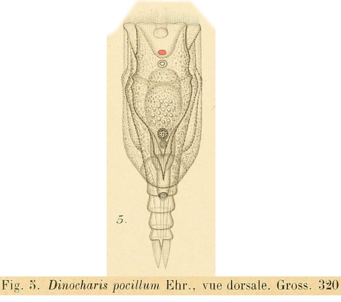 Trichotria pocillum