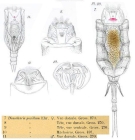 Trichotria pocillum