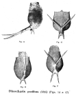 Trichotria pocillum