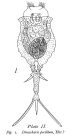Trichotria pocillum