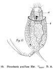Trichotria pocillum