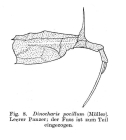 Trichotria pocillum