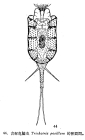 Trichotria pocillum