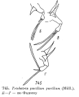 Trichotria pocillum