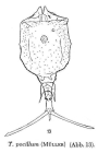 Trichotria pocillum