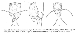 Trichotria pocillum