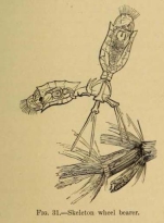 Trichotria pocillum