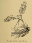Trichotria pocillum
