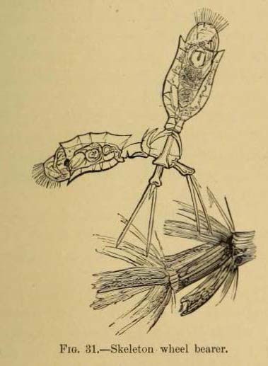Trichotria pocillum Trichotria pocillum