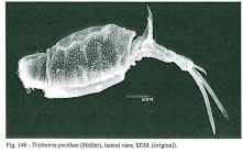 Trichotria pocillum