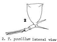 Trichotria pocillum