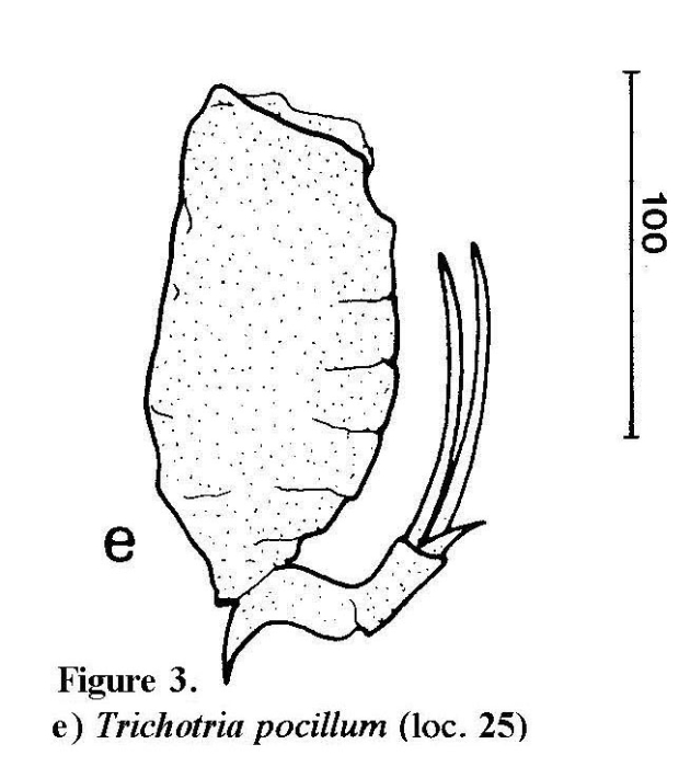 Trichotria pocillum Trichotria pocillum
