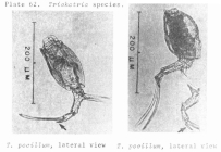 Trichotria pocillum